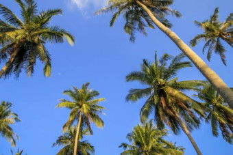 ForrestFrankSummerBackground