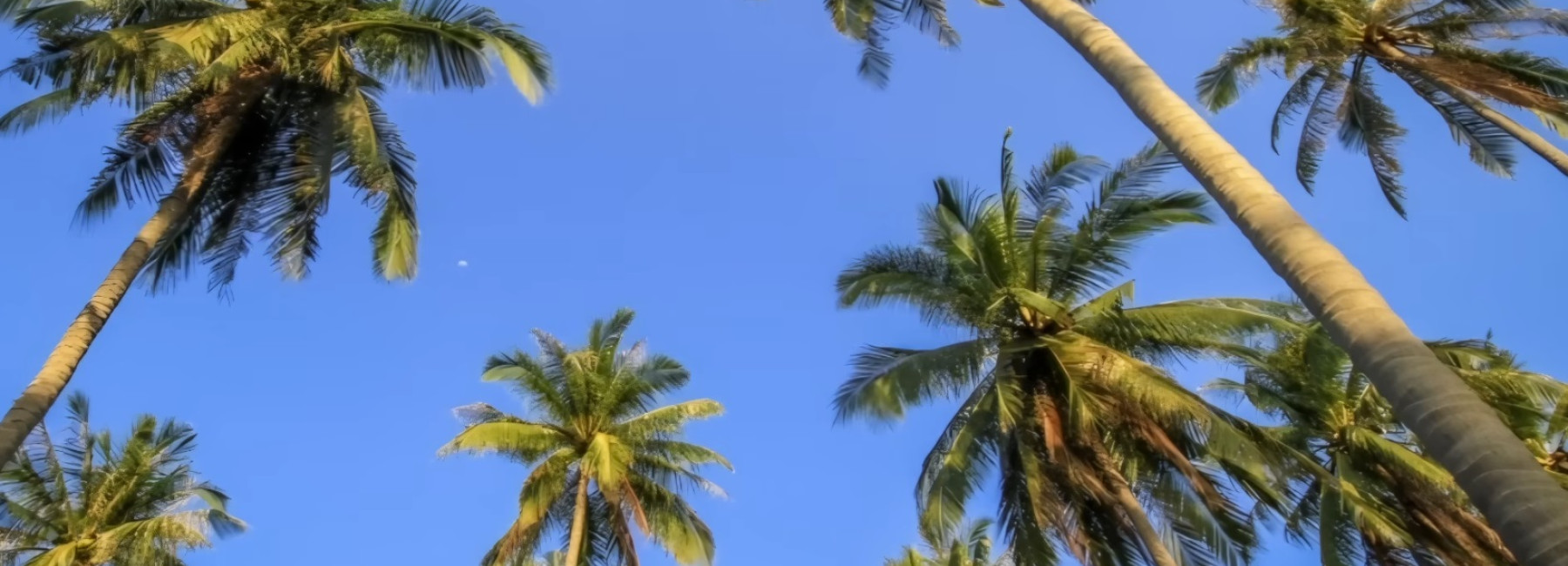 ForrestFrankSummerBackground