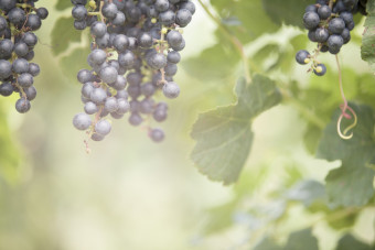 GRapes1