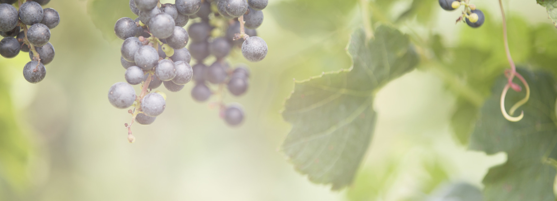 GRapes1